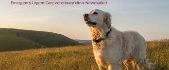 Alternatively you can use the happypetvet.com. We Make Healthy And Happy Pets Owning A Pet Is Both A Rewarding By Veterinary Emergency Medium