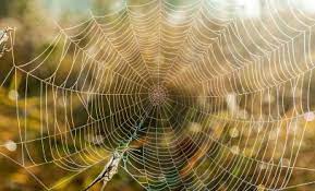 You can find the top pest control promo discount: Alpine Pest Control Alpine Utah Deals Coupons
