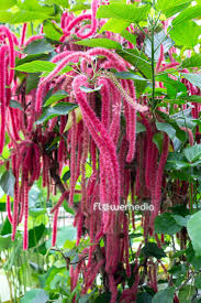 Image result for Acalypha sonderiana