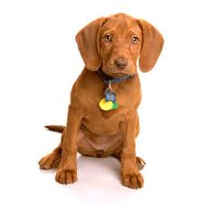 Maybe you would like to learn more about one of these? Pet Adoption Pana Animal Hospital Pana Il