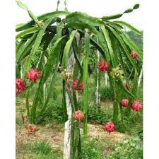 It's better to plant it in a spot that is dry and sunny. Dragon Fruit Plant Buy Dragon Fruit Plant For Best Price At Inr 15 Piece Approx