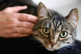 How to help a grieving cat. How Cats Respond To Their Humans Deaths
