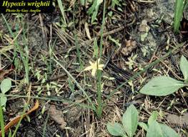 Image result for Hypoxis bampsiana