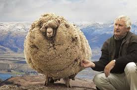 A Hilarious Yet Insightful Look At What Happens When We Don T Rescue The One Shrek The Sheep Sheep Shrek