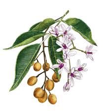 Image result for Melia azedarach