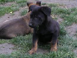 Log in to rate this theme. Malinois Welpen Malinois