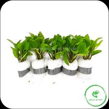 Image result for Ranalisma