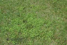 Image result for Arthraxon