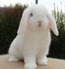 read message hawaii rr com farm animal toys cute bunny pictures cute baby animals