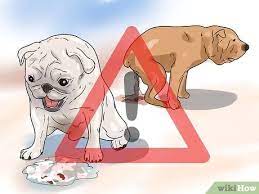 kopek ishali nasil tedavi edilir 14 adim resimlerle wikihow