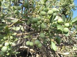 Image result for Boscia albitrunca