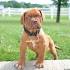 Dogue De Bordeaux Puppies for Sale - PuppyFind