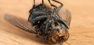 Before we jump into the steps you must take to start a pest control business, let's touch on your earning. Starting And Managing Your Own Pest Management Business Online Classroom