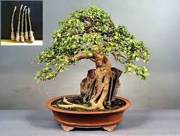 Image result for Ficus sycomorus