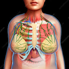 Muscle tissue is also found inside of the heart, digestive organs, and blood vessels. Female Chest Anatomy Illustration Stock Image F018 0596 Science Photo Library