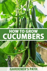 The local weather will also be a strong determinant of your plant's water needs. How To Grow Cucumbers Gardener S Path