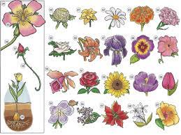 Flower summer flowers yellow flower. Download Garden Plants Names And Pictures Pdf Png Garden Plants