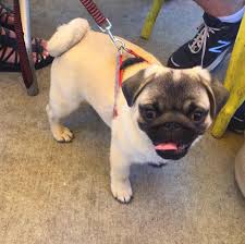 > all activity partners artists childcare general groups local news and views lost & found missed connections musicians pets politics rants & raves rideshare volunteers. Dog Friendly Restaurants Patios Places In Chicago Urbanmatter