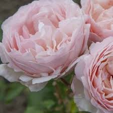 Charlene (née charlene lynette wittstock; 51 Meilleures Idees Sur Rose Princesse Charlene De Monaco Meidysouk Princesse Charlene Charlene De Monaco Rose Princesse