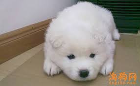 現已推出用於中暑的涼爽圍裙!胃中有一個口袋，這是放涼劑的機制。 專為緊緊脖子和背部而設計。您所穿的身材非常可愛，就像比基尼一樣!請從高貴的哈巴狗鬥牛犬中選擇標籤。 材料：棉和麻之類的材料。不伸展。 ★尺寸★ s ・ ・ ・脖子35〜37身材 m ・ ・ ・脖子38〜39身材 l ・ ・ ・脖子40〜43. å¯¹äºŽè¨æ'©äºšäººæ¥è¯´ ç‹—é£Ÿè¦æ³¨æ„å‡ ç‚¹ é¥²å…»å¸¸è¯† Pet321ä¸­åŽå® ç‰©ç½' Pet321 Com