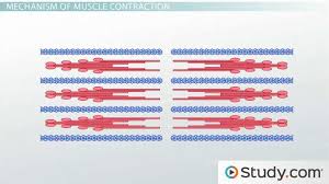 Muscle Contraction Actin And Myosin Bonding