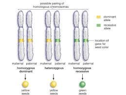 The 4 blood types produced by these 3. What Is A Gene Allele And Chromosome