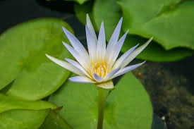 Image result for Nymphaea