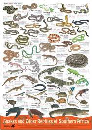 Poster Snakes And Other Reptiles Of Southern Africa Penguin Random House South Africa South African Animals Reptiles Africa Animals