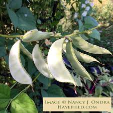 Image result for Lablab purpureus