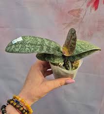 Image result for Polystachya bicarinata