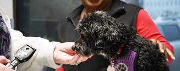 Maybe you would like to learn more about one of these? Pet Care Lifeline Animal Project Affordable Vet Care