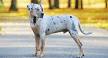 Catahoula Mix Dogs: What Hybrids Are There for This Unique ...