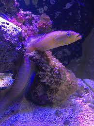 Green Wolf Dottyback Commonly Called A Green World Eel