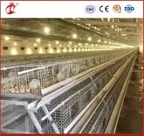 Meilleure cage à poules, un type de cage pour jeunes poules, fournisseur de  cages pour poussins en plein air en Chine, OEM personnalisé, sans entretien  et cage en bois recyclable pour poules pondeuses
