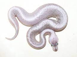 Blonde Pewter Blast Morph List World Of Ball Pythons Ball Python Ball Python Morphs Snake Lovers