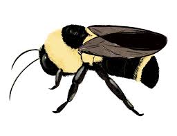 Image result for Bombus flavidus