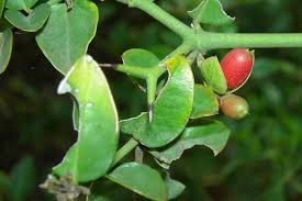 Image result for Carissa bispinosa