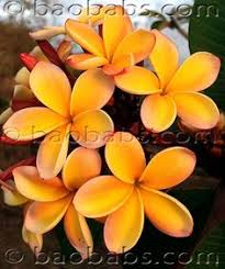 Get the best deals on plumeria bracelet and save up to 70% off at poshmark now! 900 Plumarias Ideas In 2021 Plumeria Frangipani Plumeria Flowers