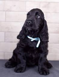 Pin By Joelle Couston On Spaniel In 2020 Cocker Spaniel Dog Black Cocker Spaniel Cocker Spaniel