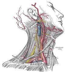 It passes beneath the clavicle and receives the flow of the external jugular vein, among others. Figure Arteries Of The Head And Statpearls Ncbi Bookshelf