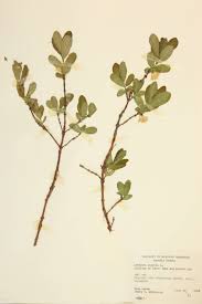 Image result for Caprifoliaceae