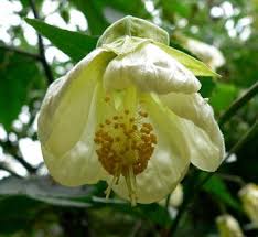 Image result for Abutilon sp.no.2