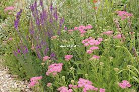 Achillea Millefolium Cerise Queen Google Search Achillea Achillea Millefolium Plants
