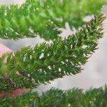 Image result for Hydrostachys polymorpha