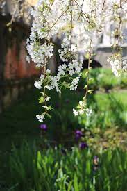 Fiorellini a grappolo profumatissimi che crescono inizio primavera. Fiorellini A Grappolo Profumatissimi Che Crescono Inizio Primavera Gardenia Giugno 2018 By Lidia Montermini Issuu