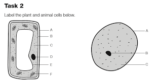 Check spelling or type a new query. Https Www Kedst Ac Uk Upload Biology9 Pdf