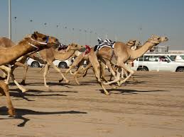 With insider tips, camel race schedules and places where you can watch the camels live at. Pin On My Friends