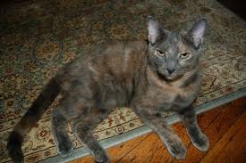 Black And Orange Tortoiseshell Kitten Tortoiseshell Or Calico Tortoiseshell Cats Are Mottled With Patches Of Orange Or Cream And Chocola Why Do Cats Purr Tortoiseshell Tabby Tortoise Shell Cat