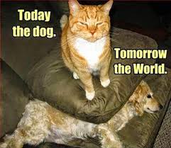 Cat Memes Funny List Of White Cat And Kitten Memes