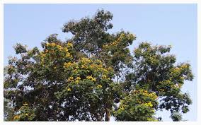 Image result for Peltophorum pterocarpum